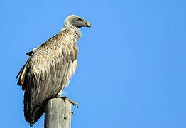 White-backed Vulture