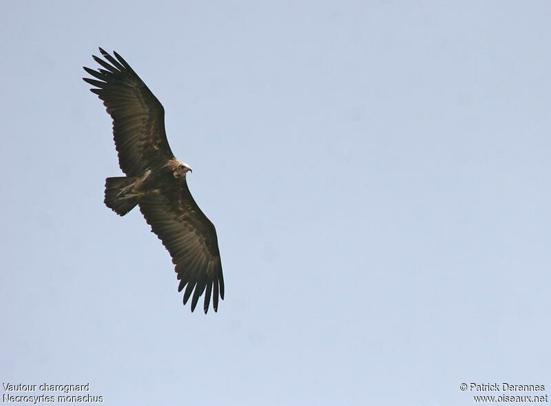 Hooded Vulture