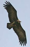 Hooded Vulture