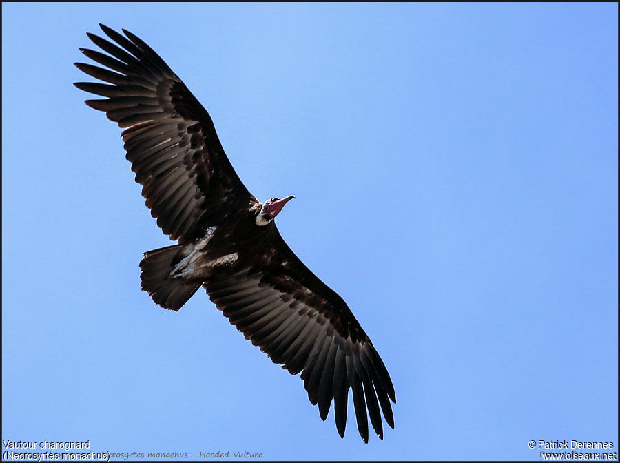 Hooded Vultureadult, Flight