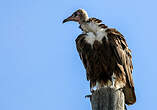 Vautour charognard