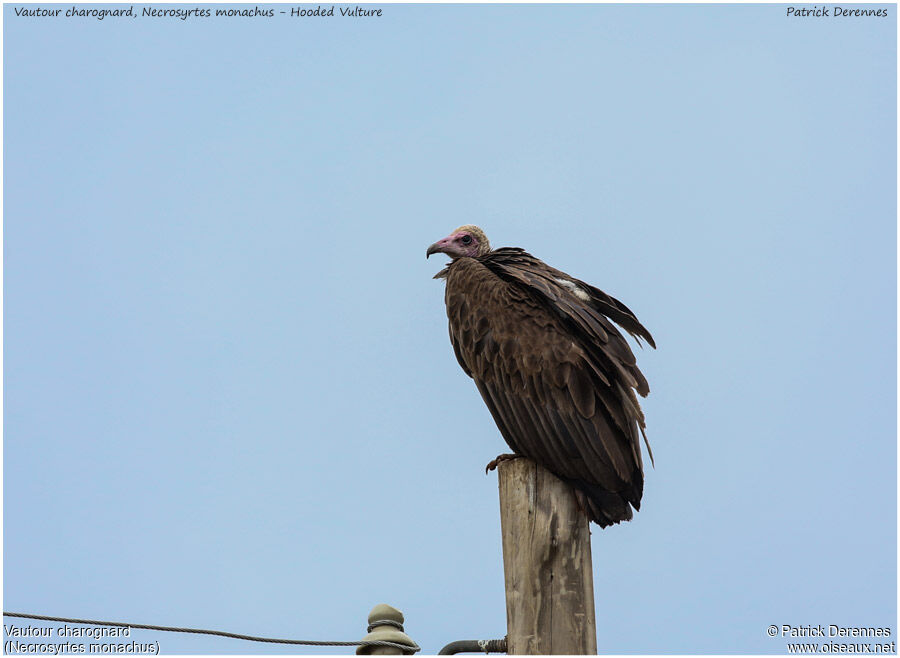 Hooded Vulture, identification