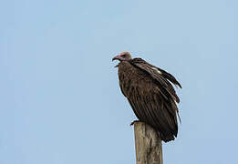 Hooded Vulture