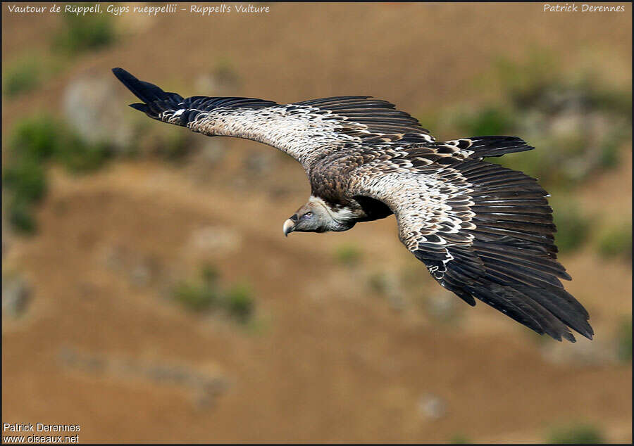 Rüppell's Vultureadult, Flight