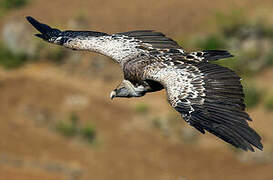 Rüppell's Vulture