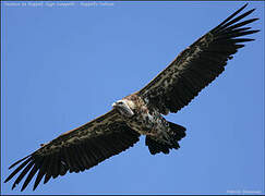 Rüppell's Vulture