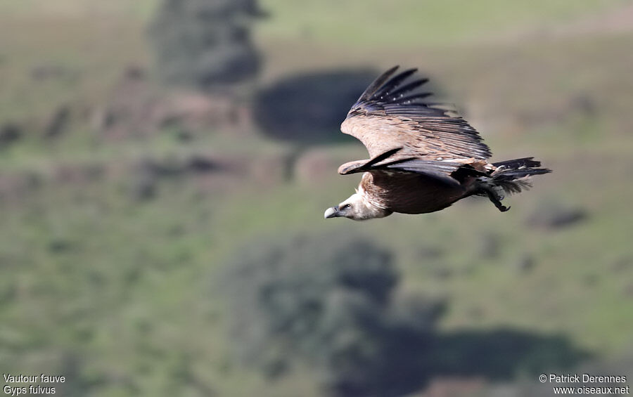 Griffon Vultureadult, Flight