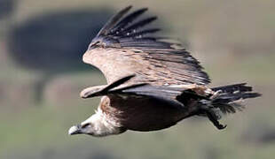 Griffon Vulture