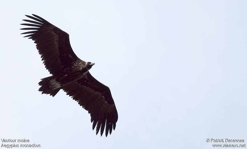 Cinereous Vulture, Flight