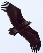 Vautour moine