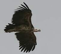 Lappet-faced Vulture