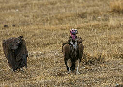 Lappet-faced Vulture