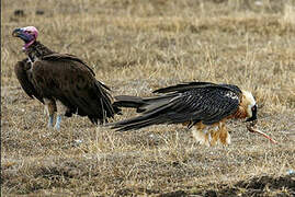 Lappet-faced Vulture