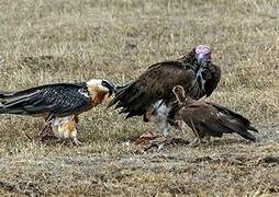 Lappet-faced Vulture