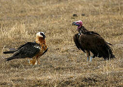 Lappet-faced Vulture