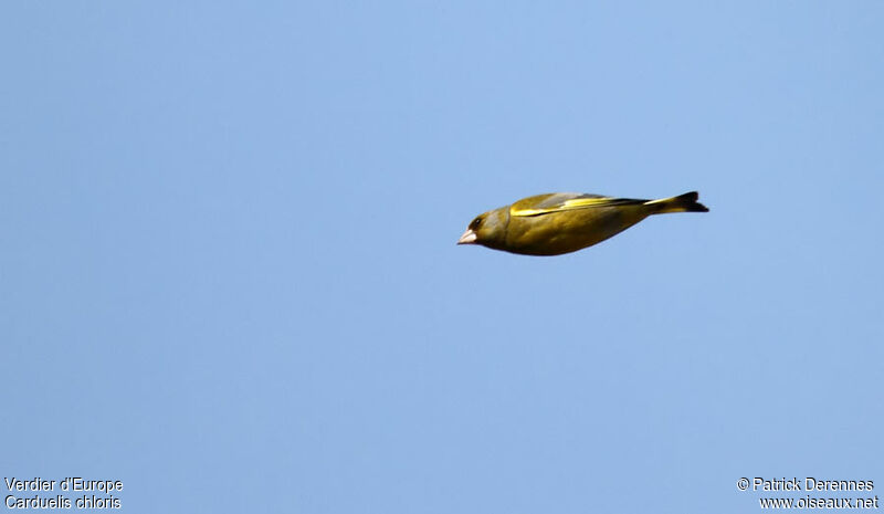 European Greenfinch male, Flight
