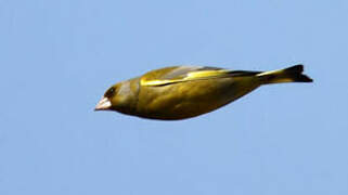 European Greenfinch