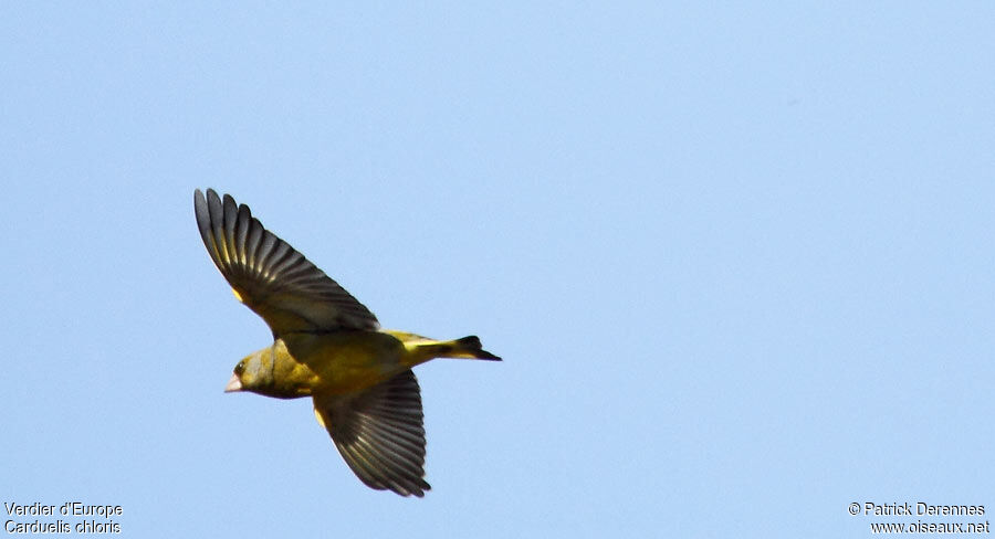 European Greenfinch male, Flight