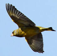 European Greenfinch