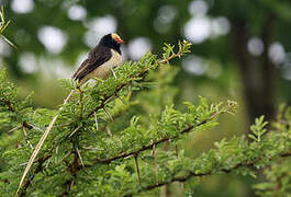 Straw-tailed Whydah