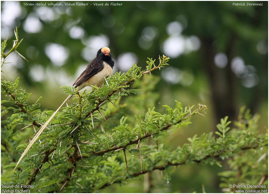 Straw-tailed Whydah male adult, identification