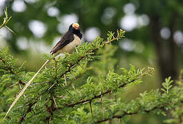 Straw-tailed Whydah