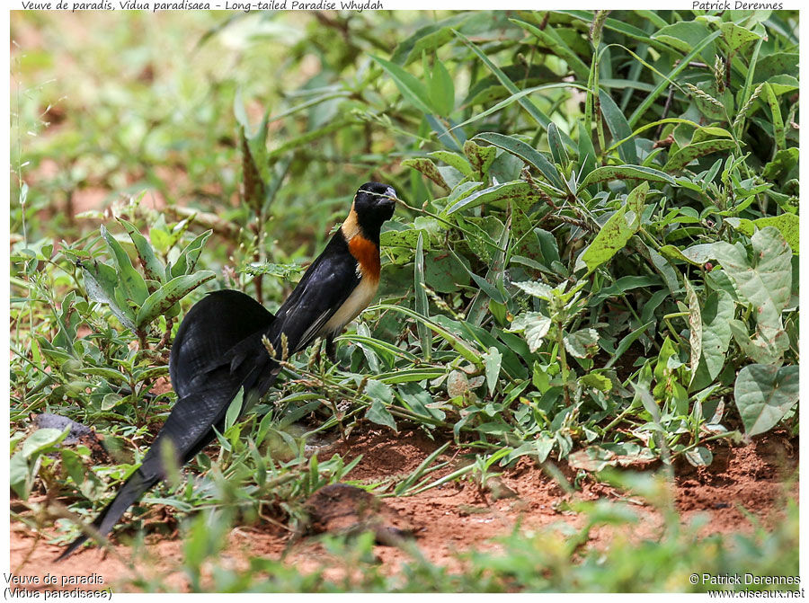 Long-tailed Paradise Whydah male adult, identification, feeding habits, Behaviour