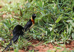 Long-tailed Paradise Whydah