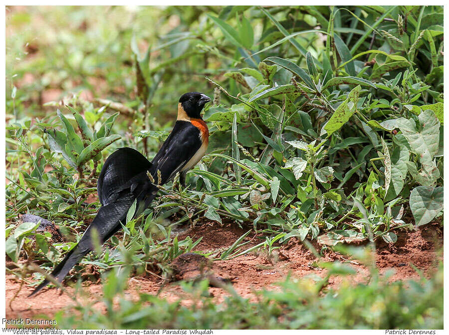 Long-tailed Paradise Whydah male adult breeding, identification