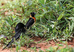 Long-tailed Paradise Whydah