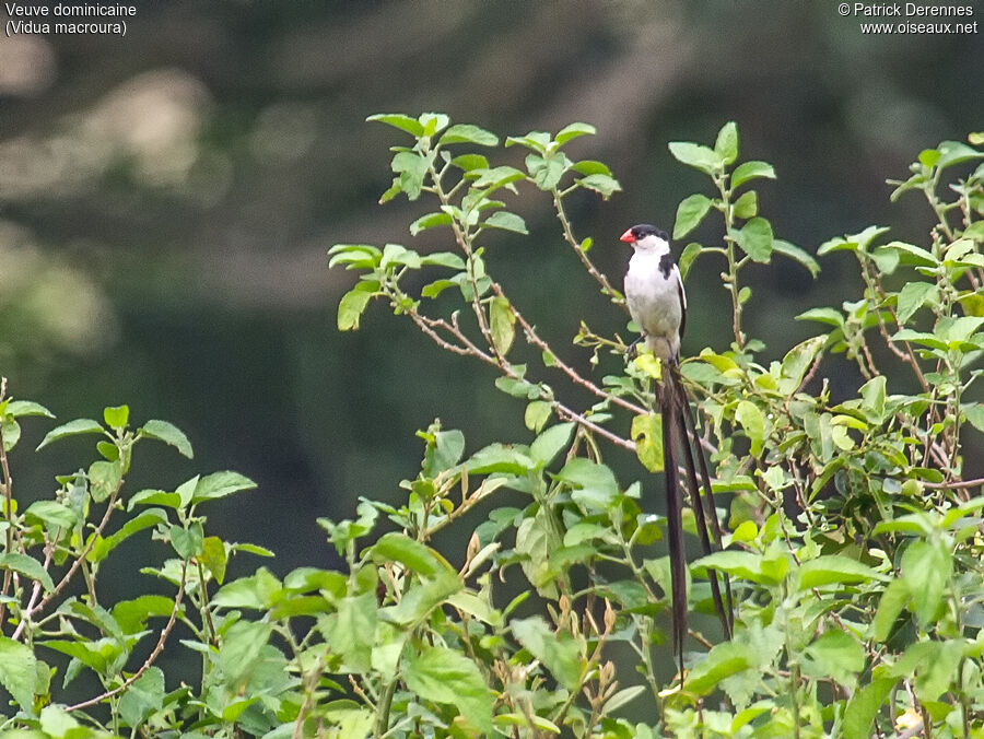 Pin-tailed Whydah male adult breeding