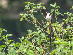 Pin-tailed Whydah