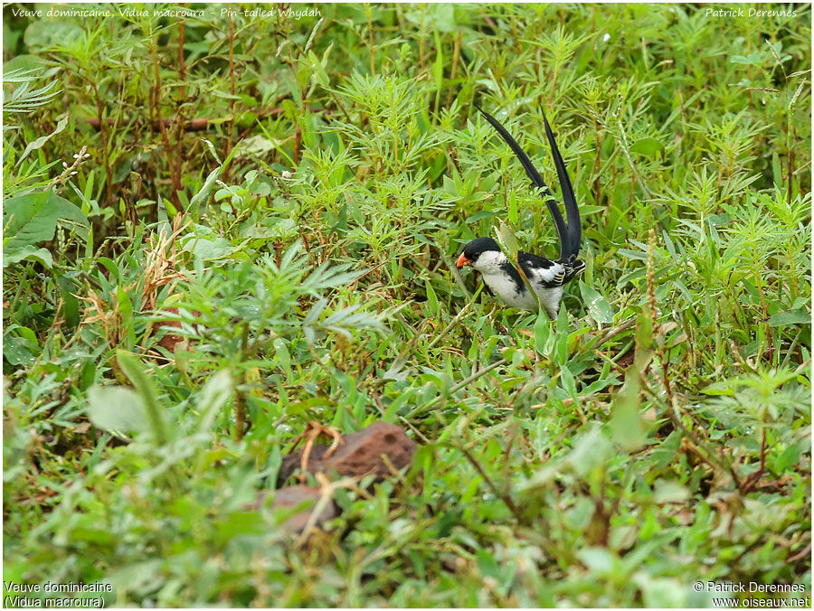 Veuve dominicaine mâle adulte, identification, Comportement