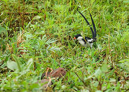 Pin-tailed Whydah