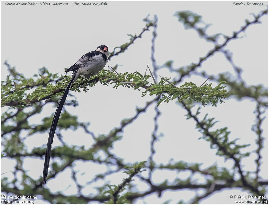 Pin-tailed Whydah male adult, identification