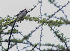 Pin-tailed Whydah