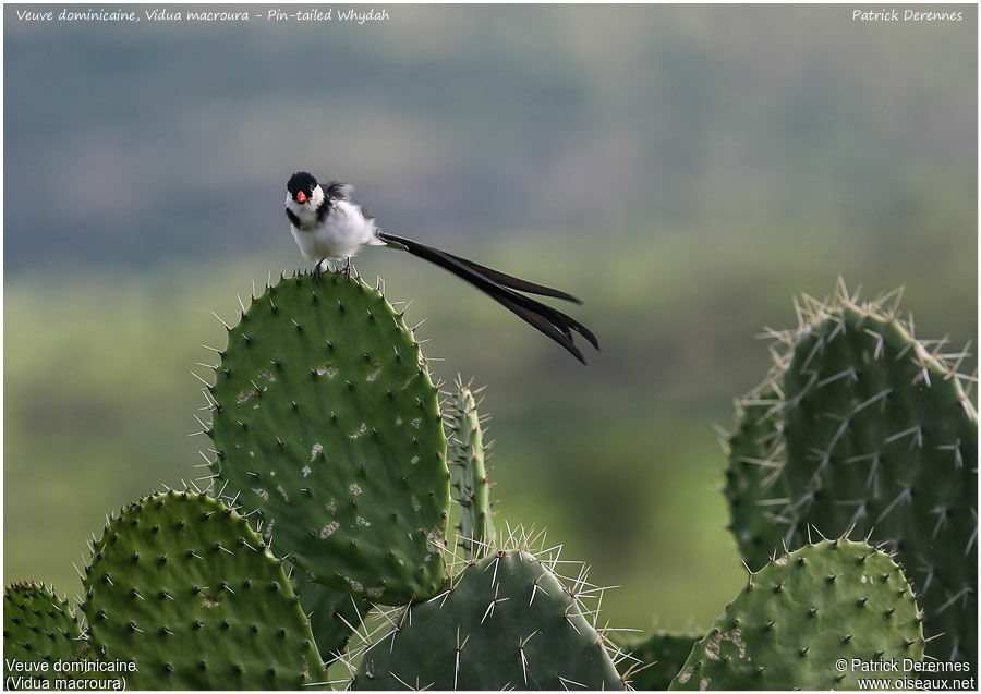 Pin-tailed Whydah male adult, identification