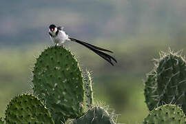 Pin-tailed Whydah