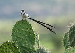 Pin-tailed Whydah