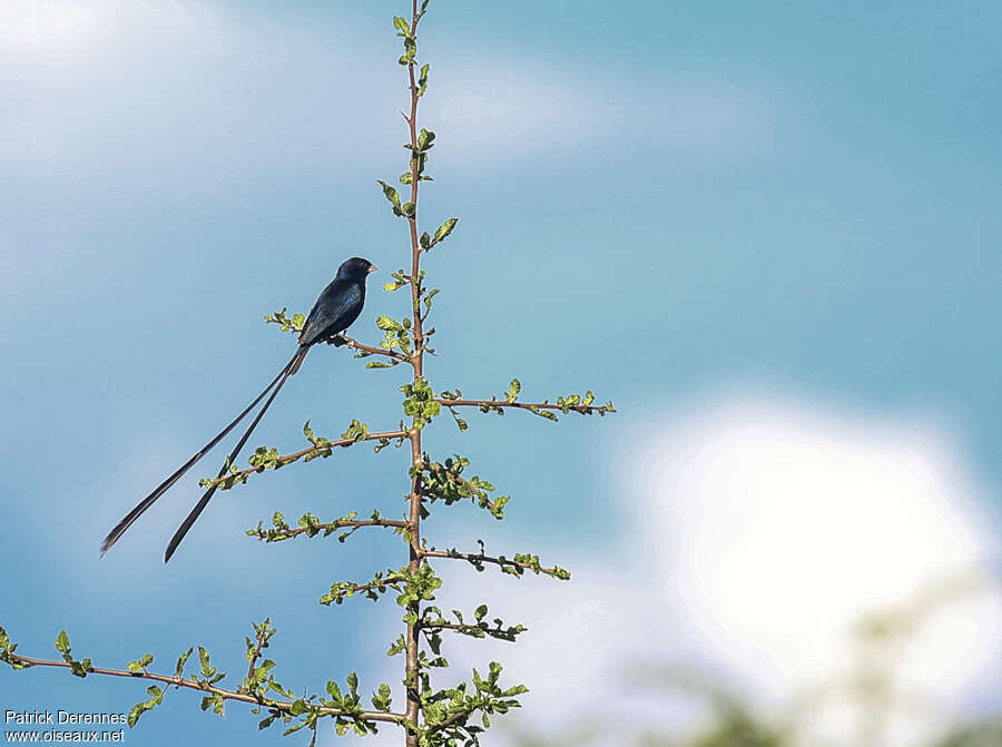 Steel-blue Whydah male adult breeding, identification