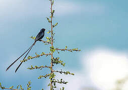 Steel-blue Whydah