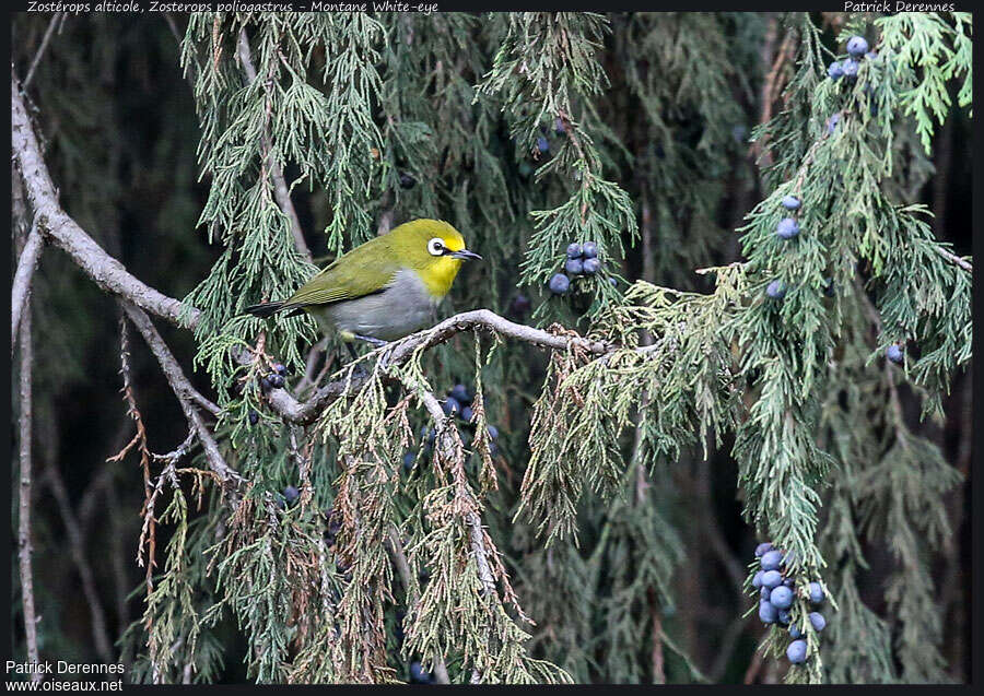 Ethiopian White-eyeadult, identification