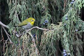 Heuglin's White-eye