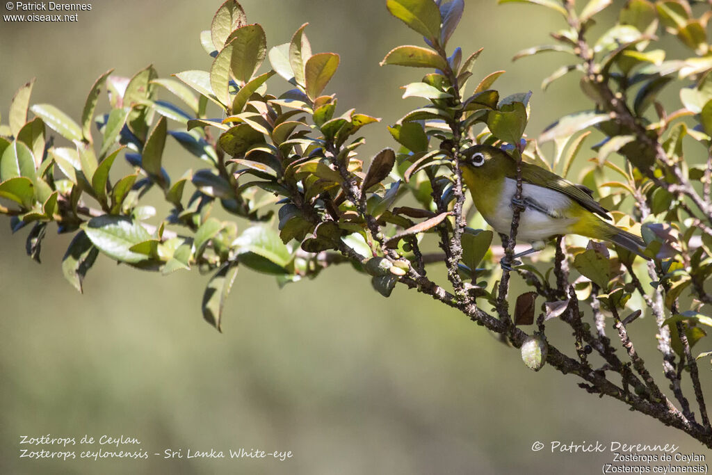 Sri Lanka White-eye, identification, habitat