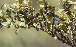 Sri Lanka White-eye