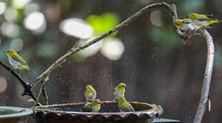 Indian White-eye