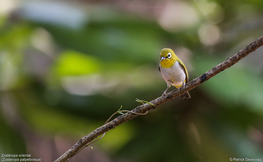 Indian White-eye