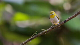 Indian White-eye