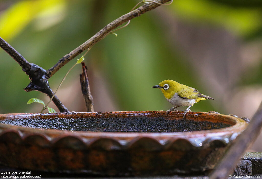 Indian White-eye