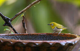 Indian White-eye